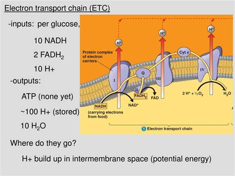 electron transport chain input and output|inputs and outputs of chemiosmosis.